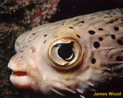 Puffer