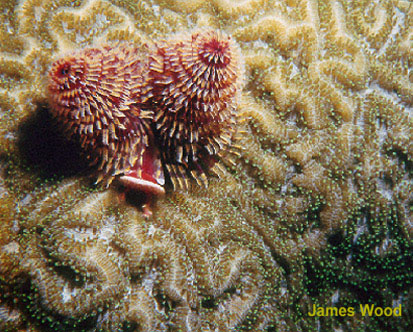 Christmas Tree Worm onCoral