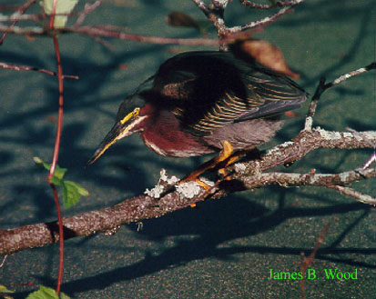 Green Backed Heron