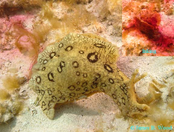 (Aplysia dactylomela  Spotted Sea Hare