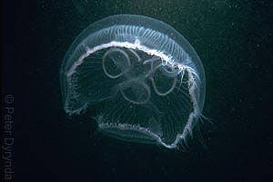 Moon Jelly, Aurelia aurita