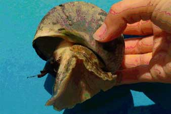 West Indian Top Shell, Cittarium pica