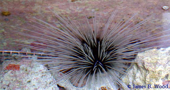 Diadema antillarum Long Spined sea urchin