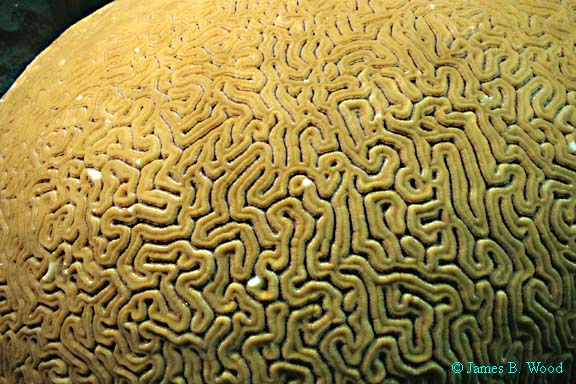 Grooved Brain Coral, Diploria labyrinthiformis