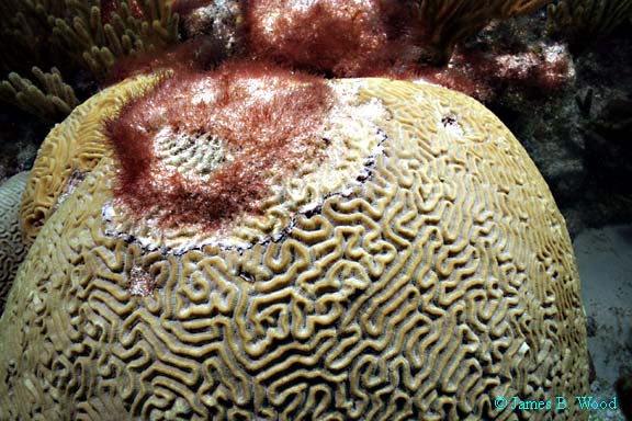 Brain Coral, Diploria strigosa