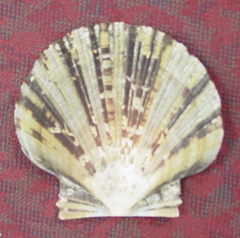 Zigzag scallop (Euvola Pecten ziczac)