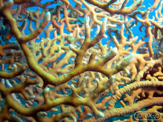 Fire Coral, Millepora alcicornis