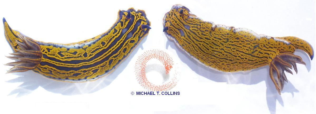 Zebra Nudibranch, Hyselodoris zebra