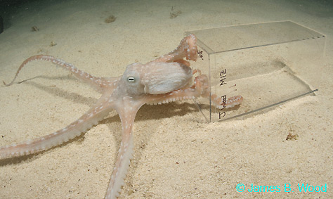 Grass Octopus, Octopus macropus
