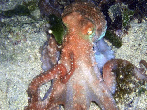 Grass octopus (Octopus macropus)