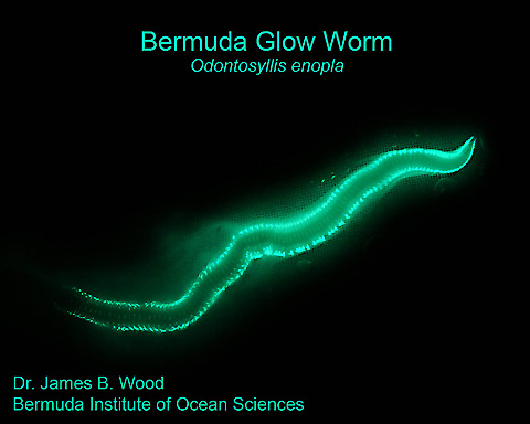 Bermuda Glow Worm, Odontosyllis enopla