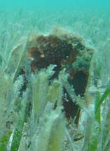 Pinna carnea, Amber Pen Shell