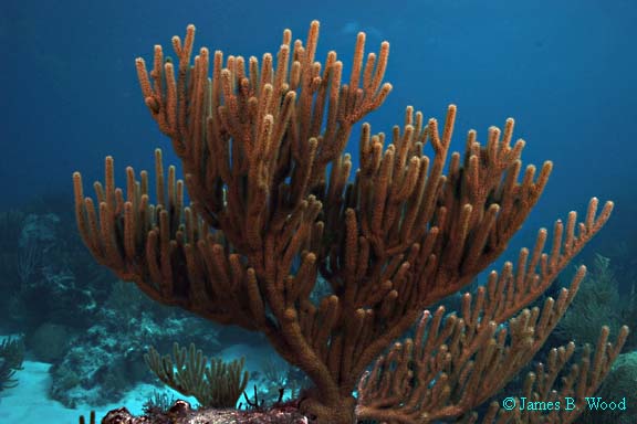 Sea rod, Pseudoplexaura porosa