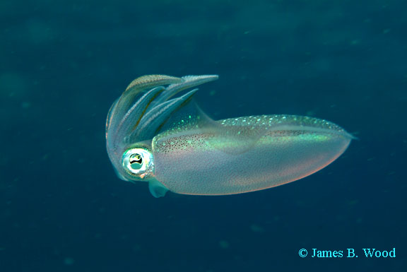 INSERT commons and sci name