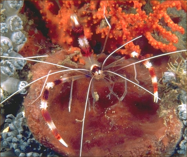 Banded Coral Shrimp