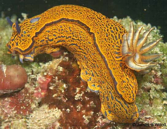 Zebra Nudibranch, Hyselodoris zebra