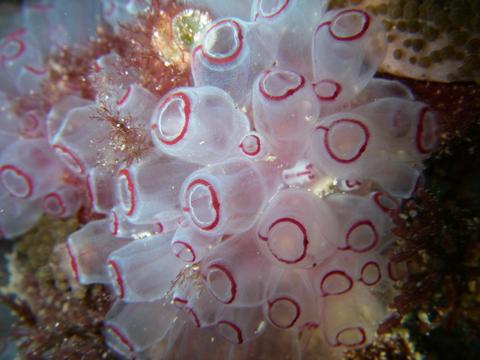 Painted Tunicate Clavelina picta