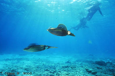 Caribbean Reef Squid