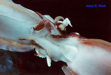 Cuttlefish mating, ventral view
