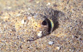 Euprymna scolopes coming out of sand