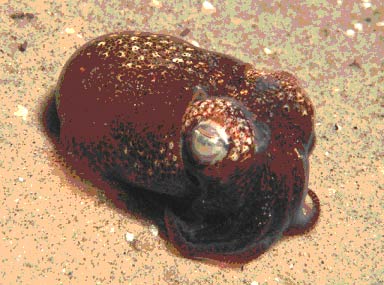 Euprymna tasmanica - Photo courtesy of David Mitchell