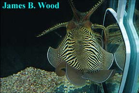 Adult cuttlefish displaying zebra-stripe