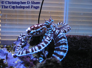 Mimic Octopus