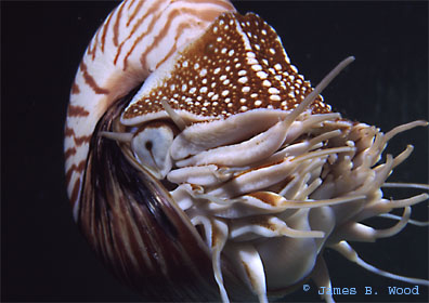 Chambered nautilus