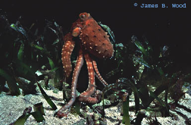 Octopus macropus