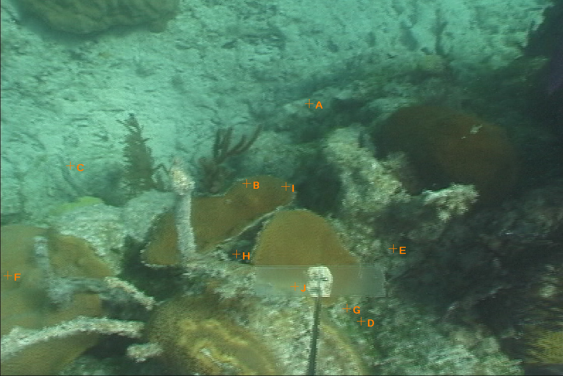 Outer Lagoon Coral Reef, Bermuda