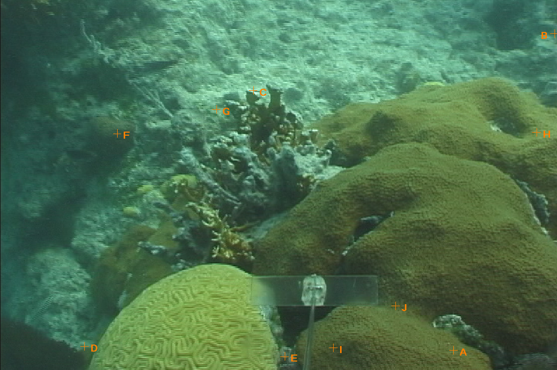 Outer Lagoon Coral Reef, Bermuda
