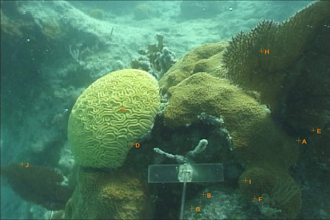 Outer Lagoon Coral Reef, Bermuda