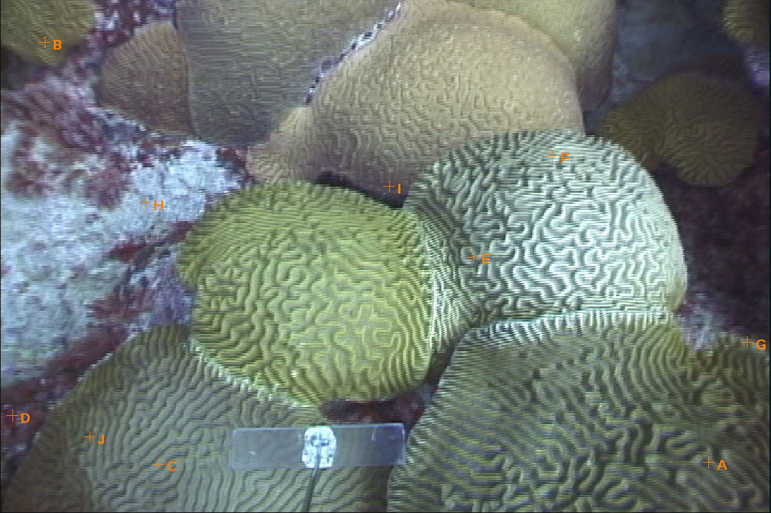 Terrace Coral Reef, Bermuda