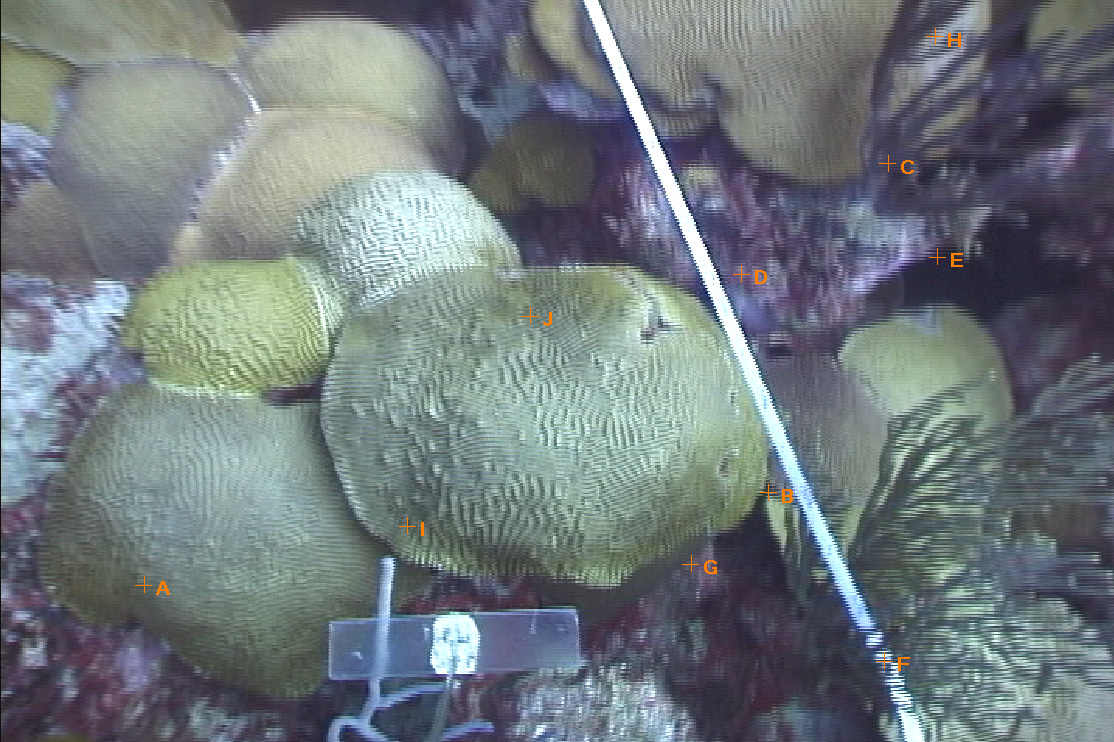 Terrace Coral Reef, Bermuda