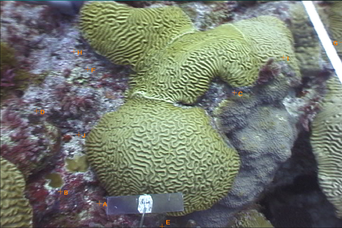 Terrace Coral Reef, Bermuda