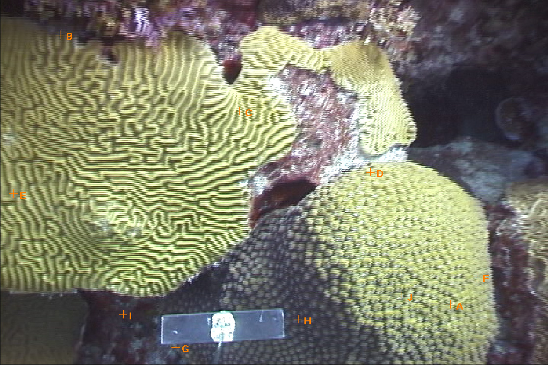 Terrace Coral Reef, Bermuda