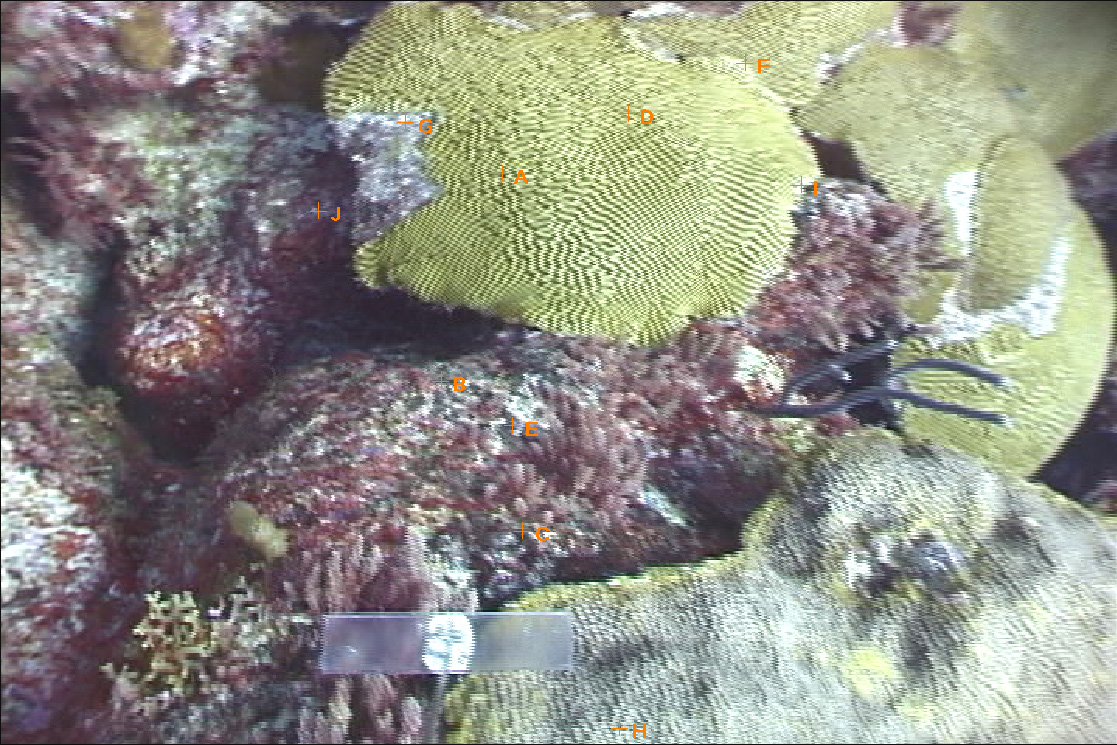 Terrace Coral Reef, Bermuda