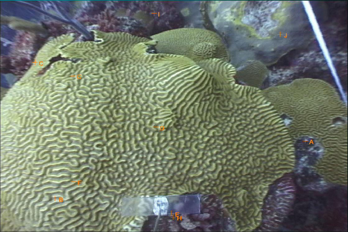Terrace Coral Reef, Bermuda
