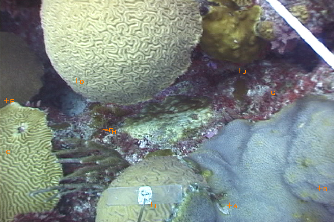 Terrace Coral Reef, Bermuda