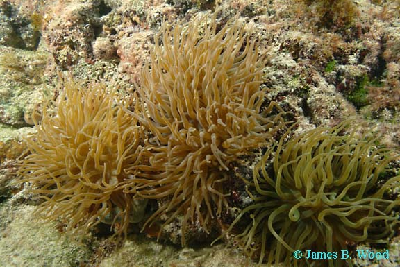 Caribbean Sea Anemone (Condylactis gigantea)