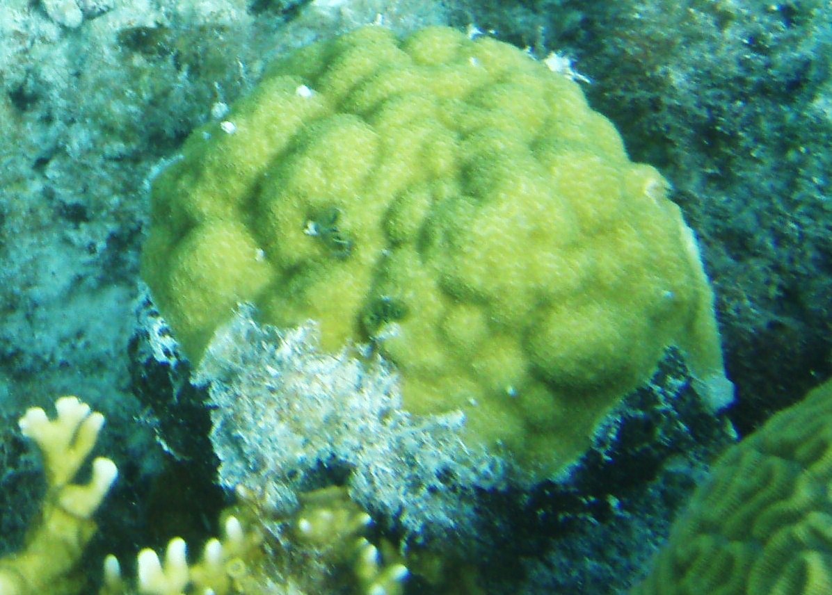Mustard Hill Coral, Porites astreoides