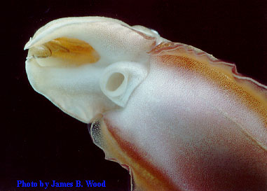 Ventral Side of a Cuttlefish