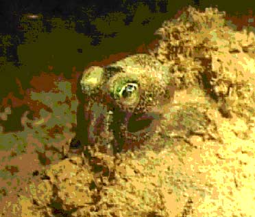 Euprymna tasmanica
