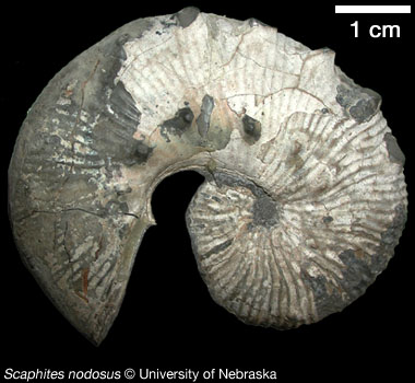Ammonite: Scaphites nodosus