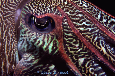 Sepia pharaonis, cuttlefish