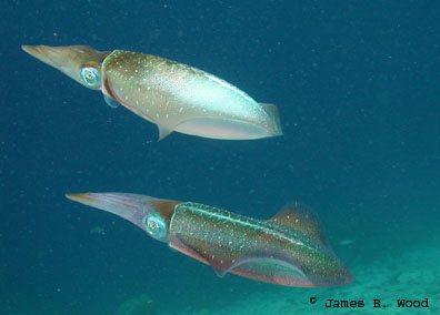 Courting Reef Squid