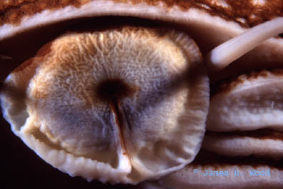 Chambered nautilus eye